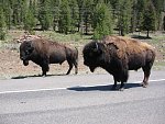 American Bison near the East entrance of Yellowstone