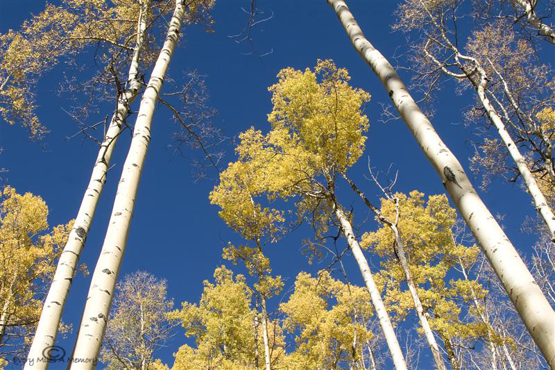 Fall Colors in the Aspens