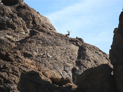 Big Horn Sheep in Goldstrike Canyon