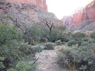 Muley in Grand Canyon
