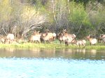 Lake Estes is minutes from Downtown Estes Park. This herd of Elk came down to the Lake to drink and brouse then quickly headed back into the...