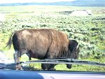 Buffalo crossed our path one day in Montana